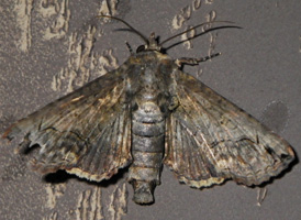 Pygmy Paectes